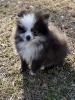 AKC Chase, a male Pomeranian for sale in Byron, GA – Photo 6 of 10