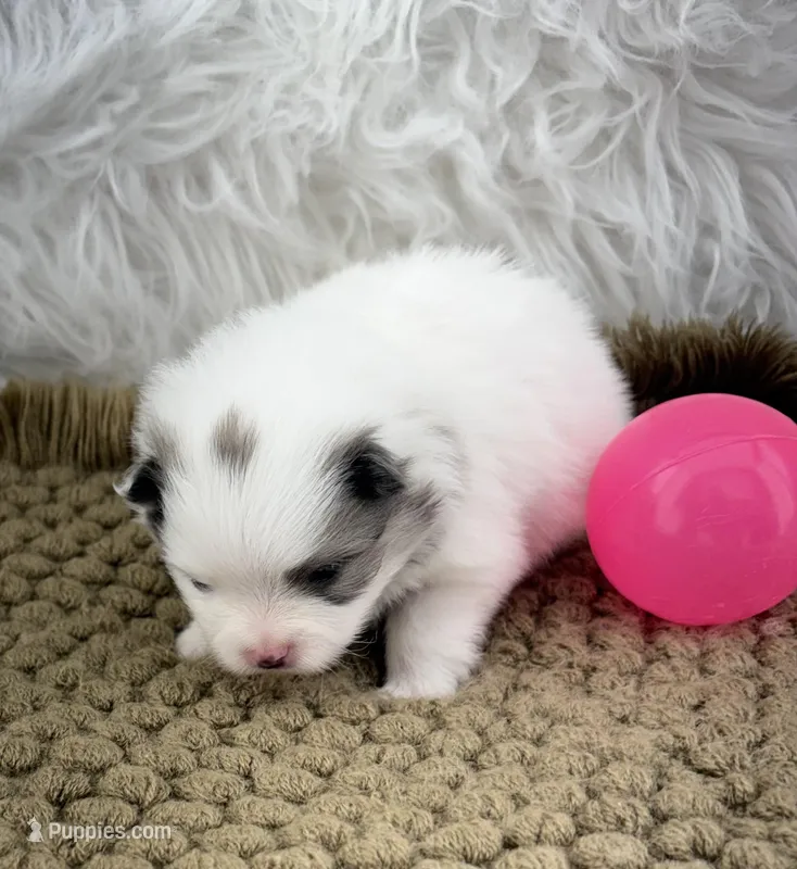 AKC Grace – Pomeranian puppy for sale in Byron, GA