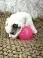 AKC Grace, a female Pomeranian for sale in Byron, GA – Photo 5 of 6