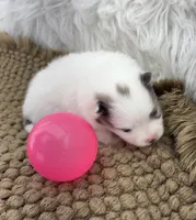 AKC Grace, a female Pomeranian for sale in Byron, GA – Photo 4 of 6