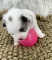 AKC Grace, a female Pomeranian for sale in Byron, GA – Photo 2 of 6