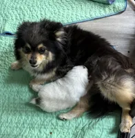 AKC Grace, a female Pomeranian for sale in Byron, GA – Photo 6 of 6