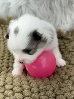 AKC Grace, a female Pomeranian for sale in Byron, GA – Photo 3 of 6