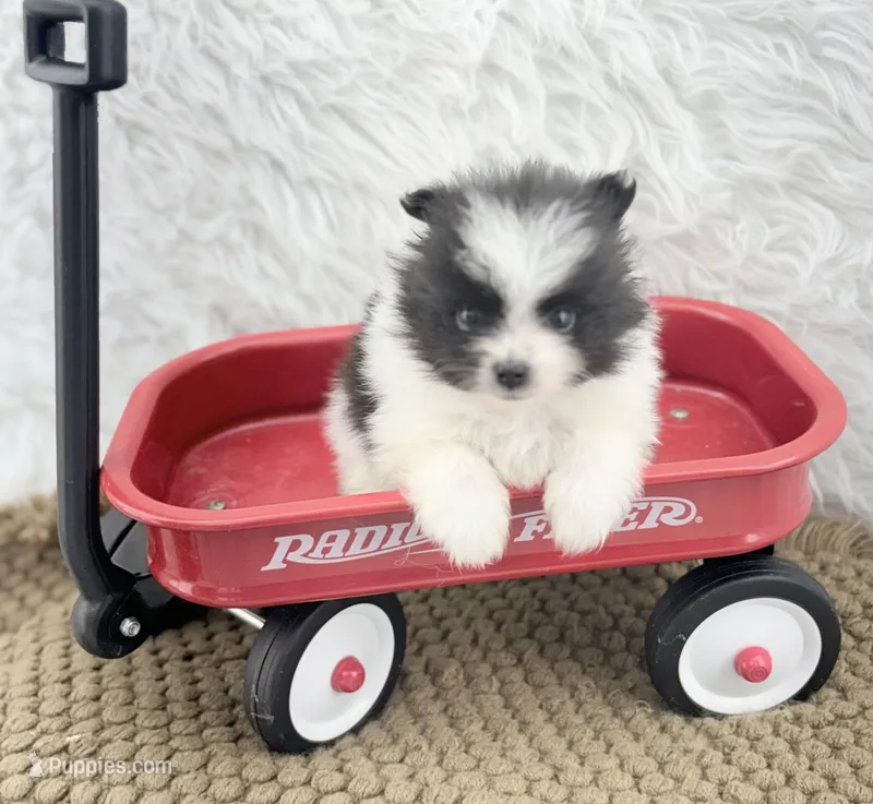 AKC Chase – Pomeranian puppy for sale in Byron, GA