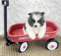 AKC Chase, a male Pomeranian for sale in Byron, GA – 1 of 7