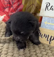 AKC Tyler, a male Pomeranian for sale in Byron, GA – 1 of 5