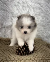 AKC Amelia, a female Pomeranian for sale in Byron, GA – 6 of 10