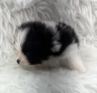 AKC Jackson, a male Pomeranian for sale in Byron, GA – 4 of 8