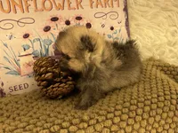 AKC Gabe, a male Pomeranian for sale in Byron, GA – 9 of 9