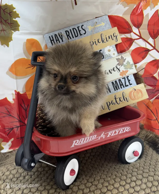 AKC Teddy – Pomeranian puppy for sale in Byron, GA
