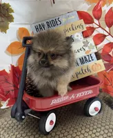 AKC Teddy, a male Pomeranian for sale in Byron, GA – 1 of 8