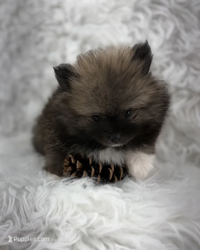 CKC Charlie – Pomeranian puppy for sale in Byron, GA