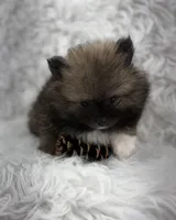 CKC Charlie, a male Pomeranian for sale in Byron, GA – 1 of 8