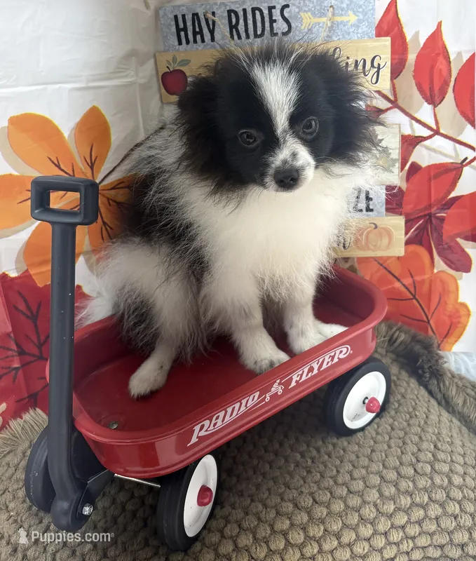 AKC Chase – Pomeranian puppy for sale in Byron, GA