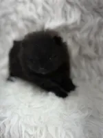 AKC Nikki, a female Pomeranian for sale in Byron, GA – 2 of 10
