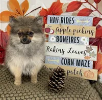 AKC Teddy, a male Pomeranian for sale in Byron, GA – 9 of 9