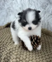 AKC Ella, a female Pomeranian for sale in Byron, GA – 3 of 9
