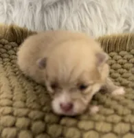 AKC  Luke, a male Pomeranian for sale in Byron, GA – 5 of 5