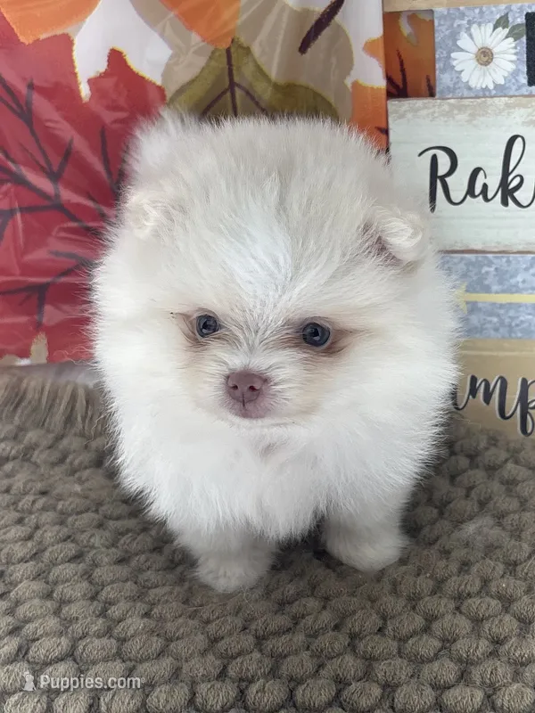 AKC June – Pomeranian puppy for sale in Byron, GA