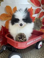 AKC Max, a male Pomeranian for sale in Byron, GA – 5 of 7