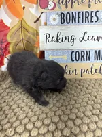 AKC Pink, a female Pomeranian for sale in Byron, GA – 6 of 6
