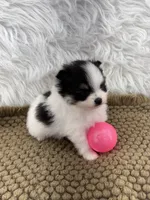 AKC Ella, a female Pomeranian for sale in Byron, GA – 9 of 9