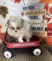 AKC Finn, a male Pomeranian for sale in Byron, GA – 3 of 7