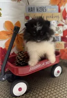 AKC Daisy, a female Pomeranian for sale in Byron, GA – 2 of 9