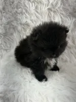 AKC River, a male Pomeranian for sale in Byron, GA – 4 of 9