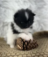 AKC Sammy, a male Pomeranian for sale in Byron, GA – 2 of 4