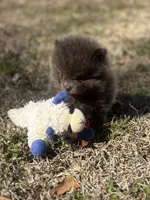 AKC Hunter, a male Pomeranian for sale in Byron, GA – Photo 10 of 10