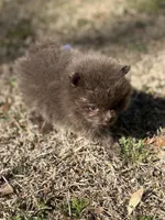 AKC Hunter, a male Pomeranian for sale in Byron, GA – Photo 3 of 10