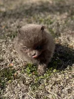 AKC Hunter, a male Pomeranian for sale in Byron, GA – Photo 4 of 10