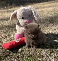 AKC Hunter, a male Pomeranian for sale in Byron, GA – Photo 7 of 10