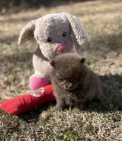 AKC Hunter, a male Pomeranian for sale in Byron, GA – Photo 5 of 10