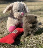 AKC Hunter, a male Pomeranian for sale in Byron, GA – Photo 8 of 10