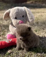 AKC Hunter, a male Pomeranian for sale in Byron, GA – Photo 6 of 10