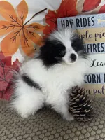 AKC Max, a male Pomeranian for sale in Byron, GA – 8 of 9