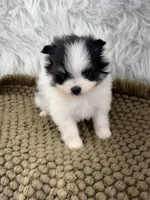 AKC Ella, a female Pomeranian for sale in Byron, GA – 7 of 9