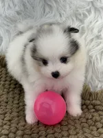 AKC Rain, a female Pomeranian for sale in Byron, GA – 2 of 10