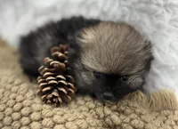 CKC Cooper, a male Pomeranian for sale in Byron, GA – 2 of 8