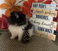 AKC Daisy, a female Pomeranian for sale in Byron, GA – 9 of 9