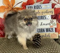 AKC Teddy, a male Pomeranian for sale in Byron, GA – 2 of 9
