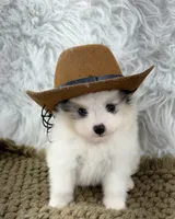 AKC Rain, a female Pomeranian for sale in Byron, GA – 3 of 10