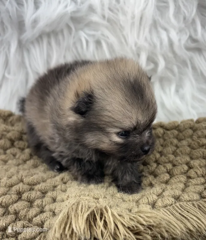AKC Gabe – Pomeranian puppy for sale in Byron, GA