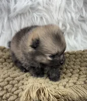 AKC Gabe, a male Pomeranian for sale in Byron, GA – 1 of 4