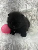 AKC Nikki, a female Pomeranian for sale in Byron, GA – 4 of 10
