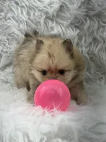 AKC Harriett, a female Pomeranian for sale in Byron, GA – 5 of 8