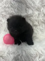 AKC Nikki, a female Pomeranian for sale in Byron, GA – 7 of 10