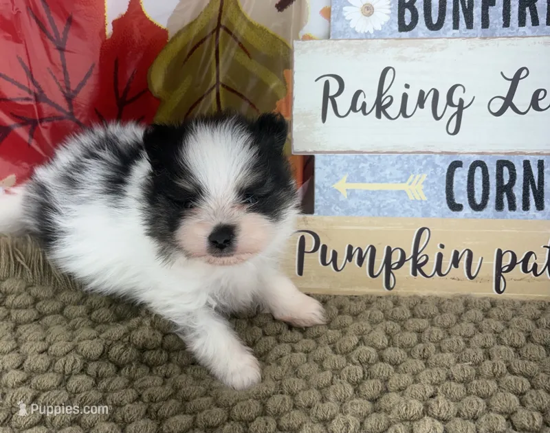 AKC Jamie – Pomeranian puppy for sale in Byron, GA